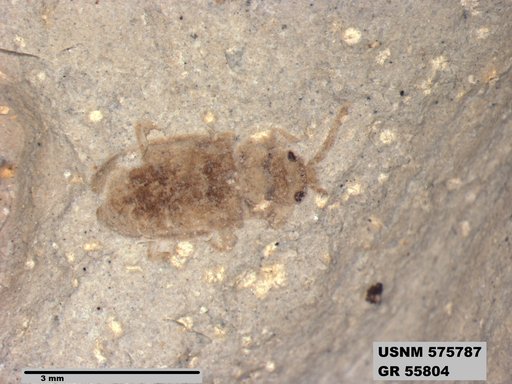 Insecta