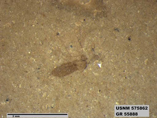 Insecta