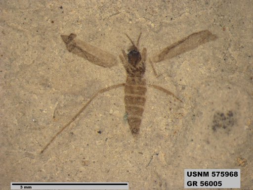 Insecta