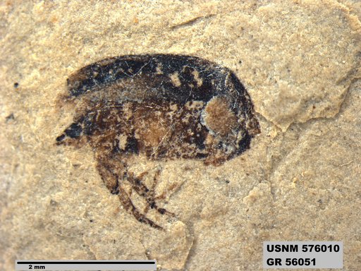 Insecta