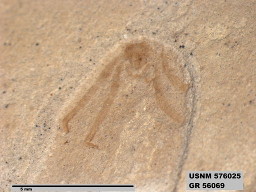 Insecta