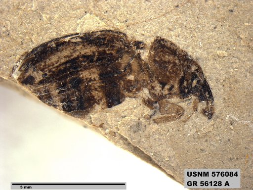 Insecta
