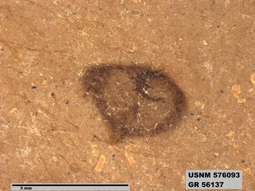 Insecta