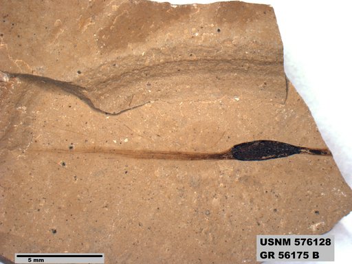 Insecta