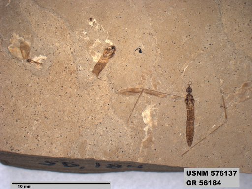 Insecta