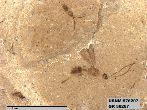 Genus sp