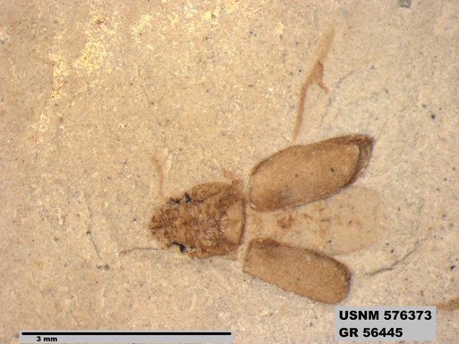Insecta
