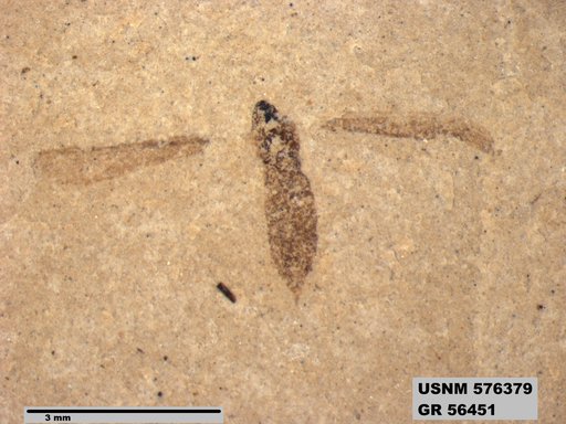 Insecta