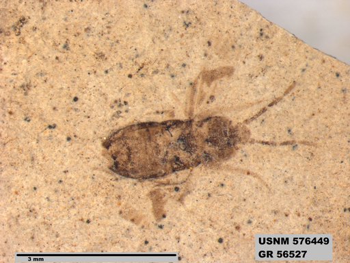 Genus sp