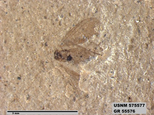 Genus sp