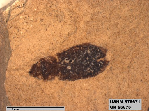 Insecta