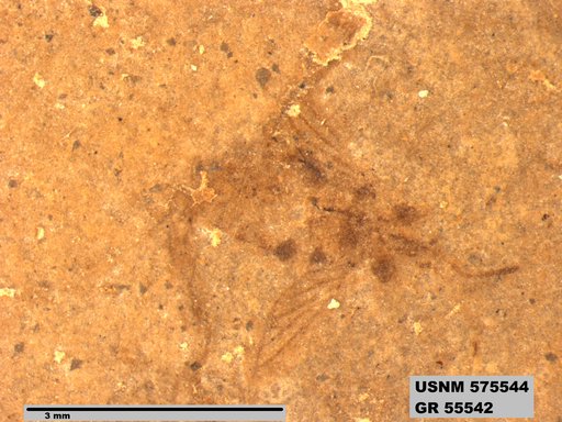 Genus sp