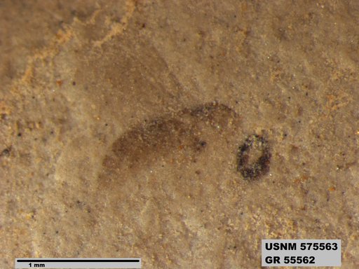 Insecta