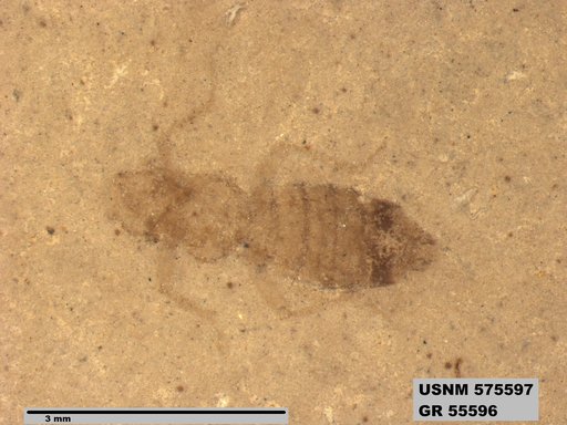 Insecta