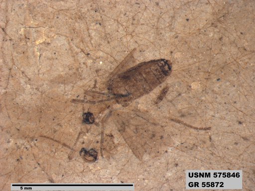 Insecta