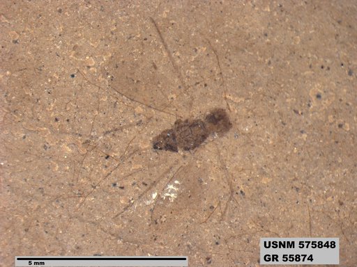 Insecta