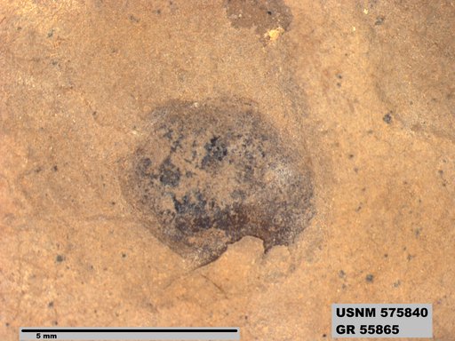 Insecta