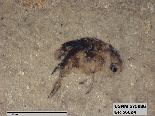 Insecta