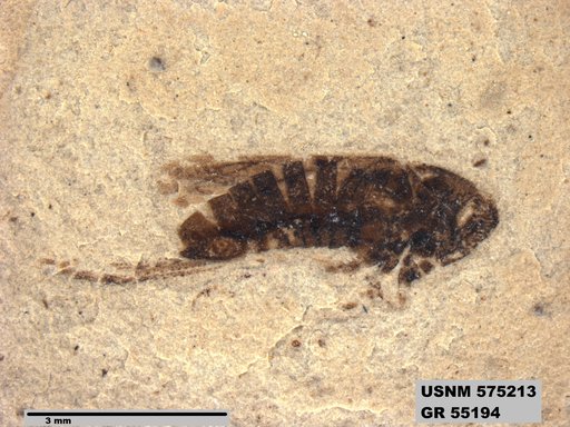 Genus sp