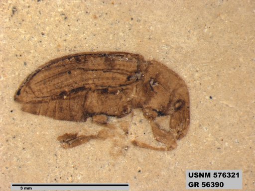 Genus sp