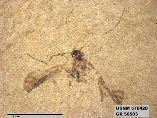 Genus sp