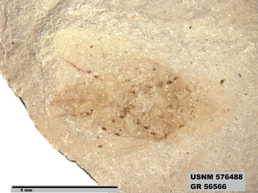Genus sp