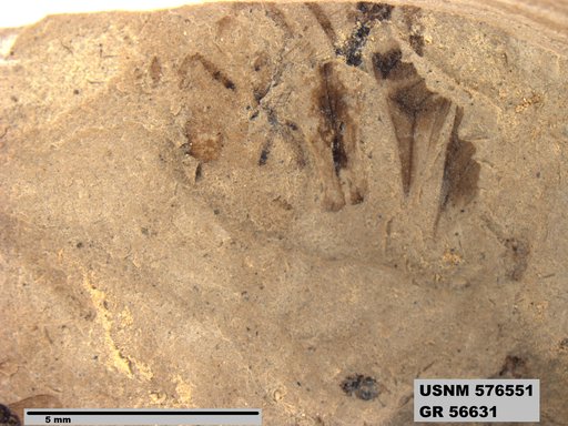 Genus sp