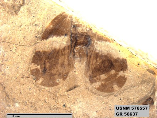Genus sp