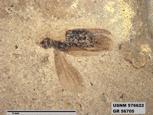 Insecta