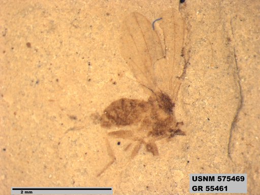 Insecta