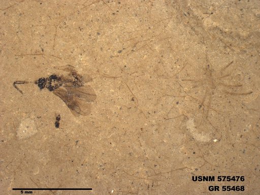 Insecta