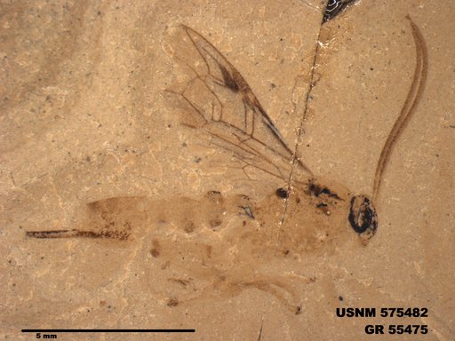 Genus sp