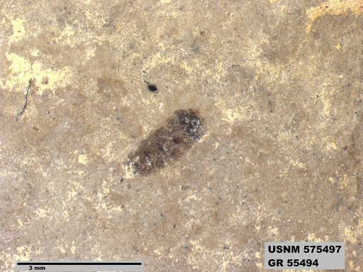 Insecta