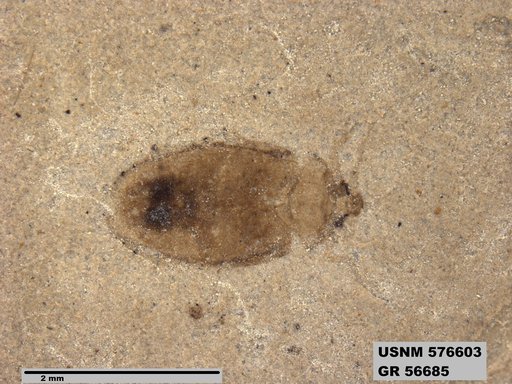Insecta