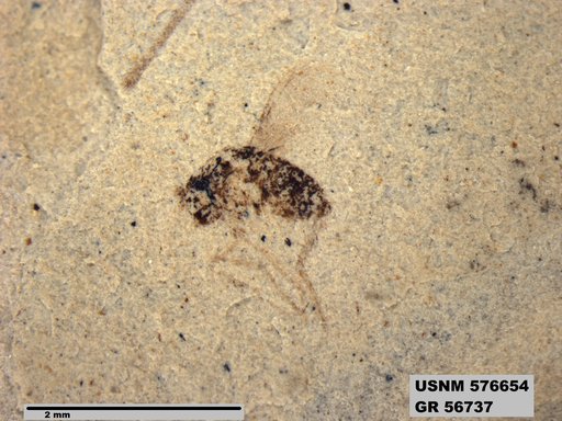 Insecta