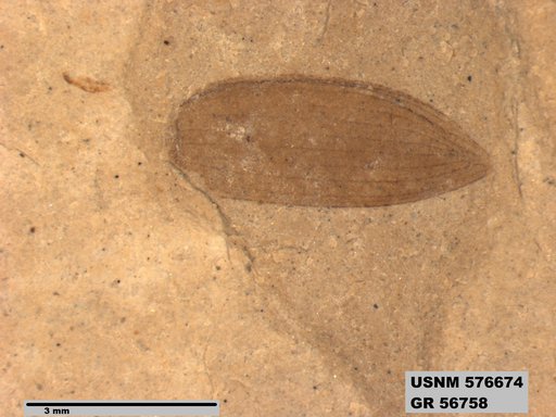 Insecta