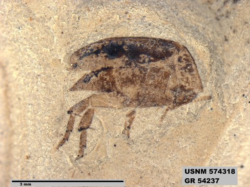 Insecta