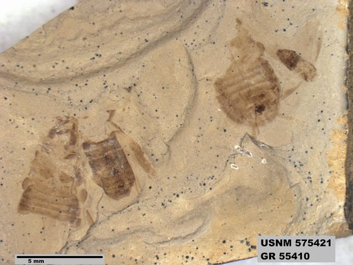 Genus sp