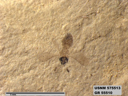 Insecta