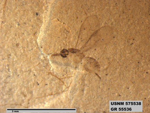 Insecta