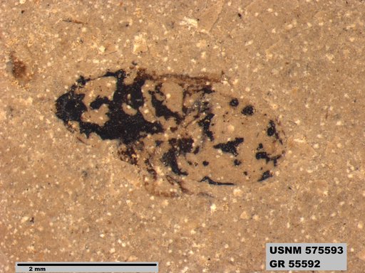 Insecta
