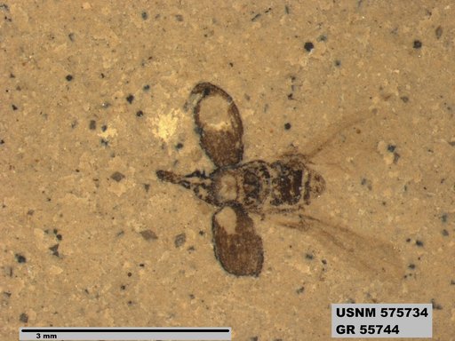 Insecta
