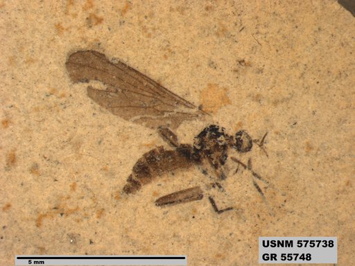 Insecta