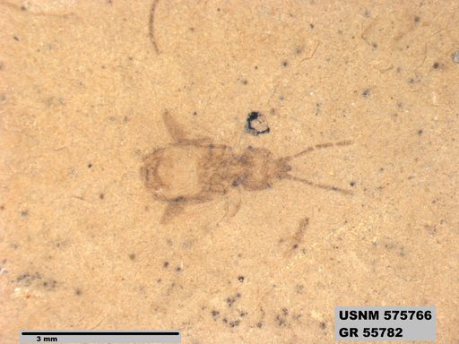 Genus sp