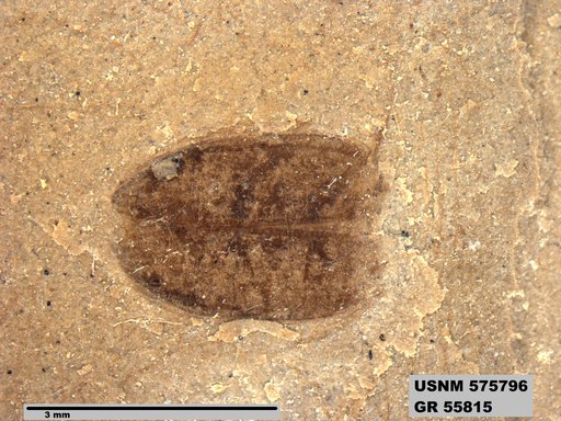 Insecta