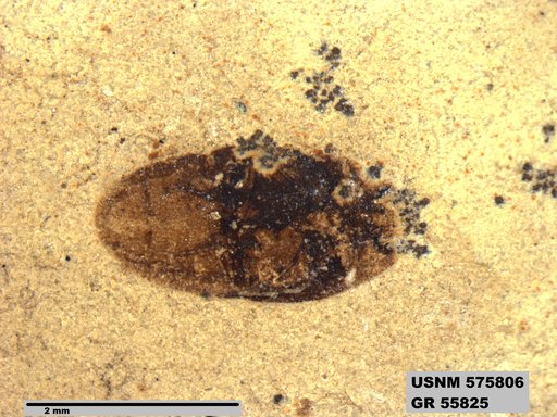 Insecta
