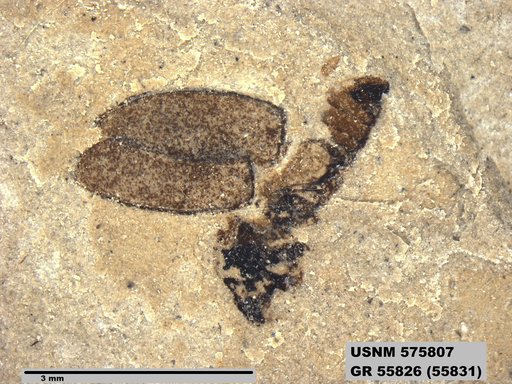 Insecta