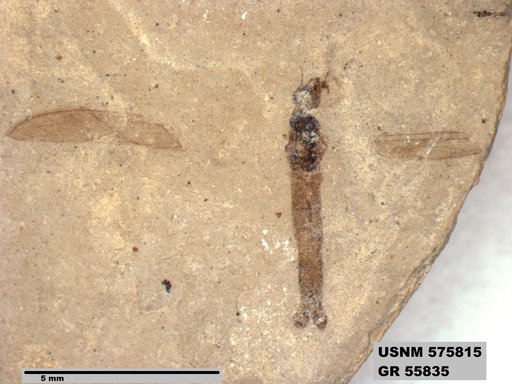 Insecta