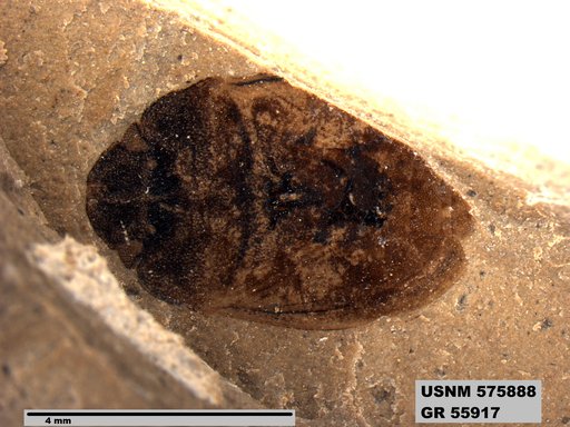 Genus sp