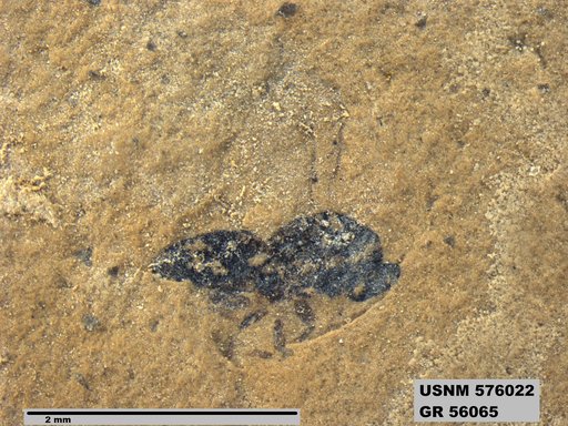 Insecta